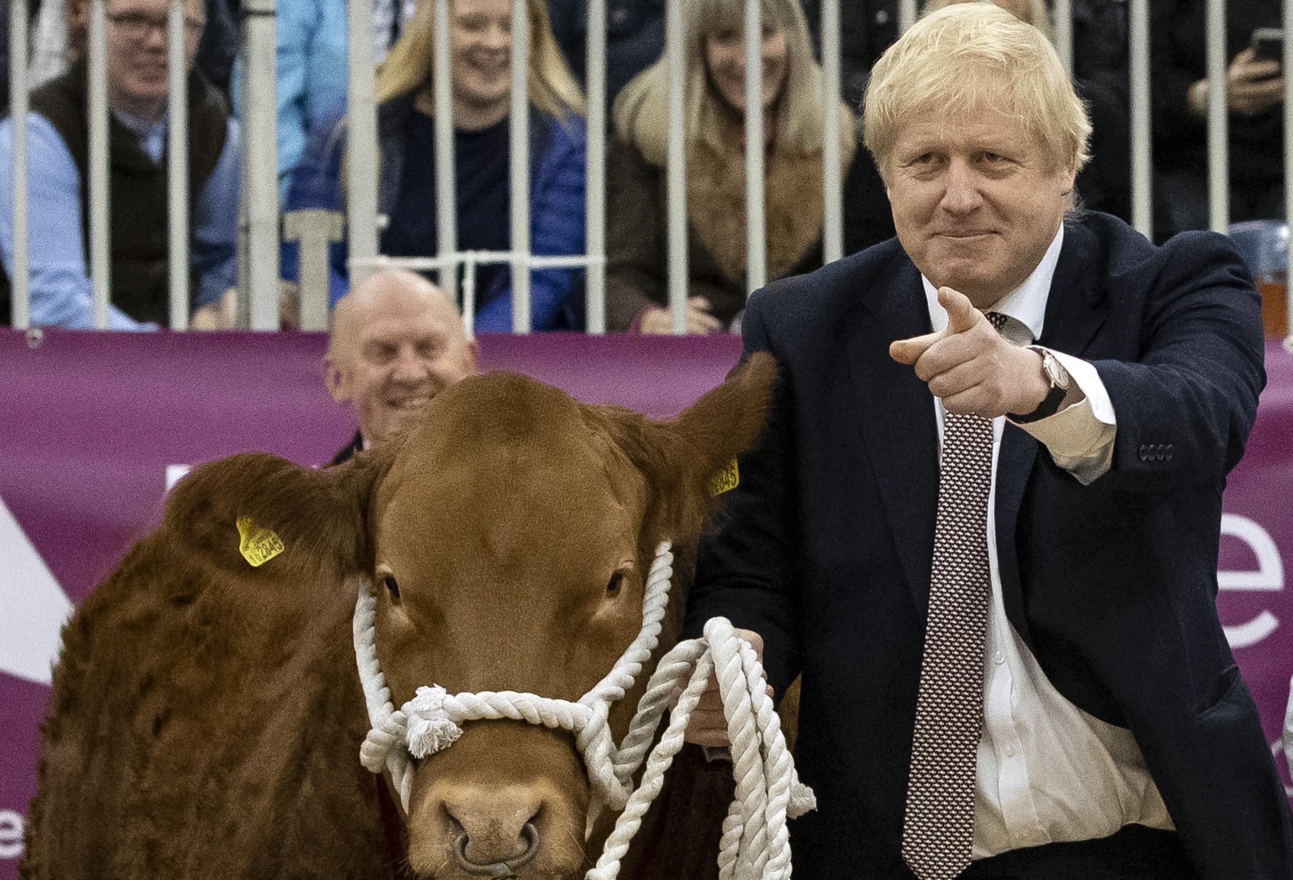 Britain's Prime Minister Boris Johnson holds a bull in the show ring while visiting the Royal Welsh Winter Fair during an election campaign event in Llanelwedd in north Wales on 25 November (AFP)