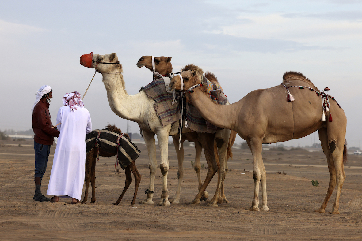 Dromedary camels are often used for transportation as well as for their milk and meat (AFP/ Karim Sahib)