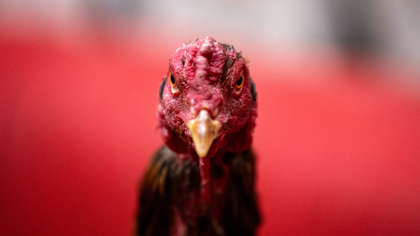Turkish police reportedly received a tip off about an illegal cock-fighting ring (AFP/file photo)