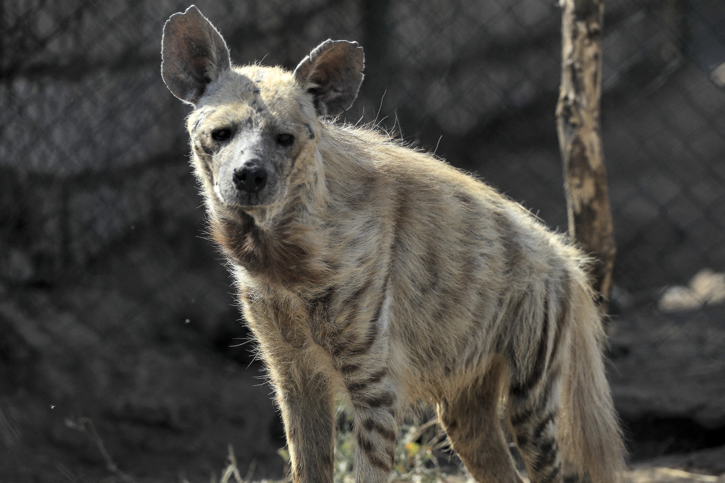 The International Union for Conservation of Nature lists striped hyenas as near-threatened with an estimated under 10,000 mature individuals  (AFP/ Ashraf Shazly)