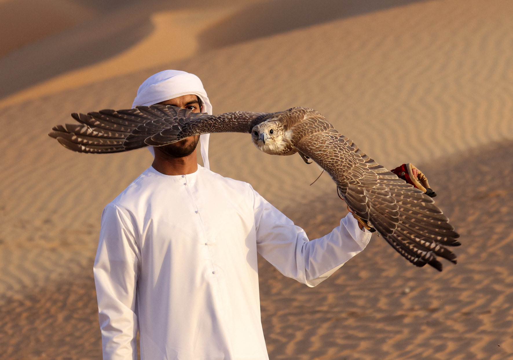 Emirati Ali Mansouri trains a falcon in the Liwa desert (AFP/ Karim Sahib)