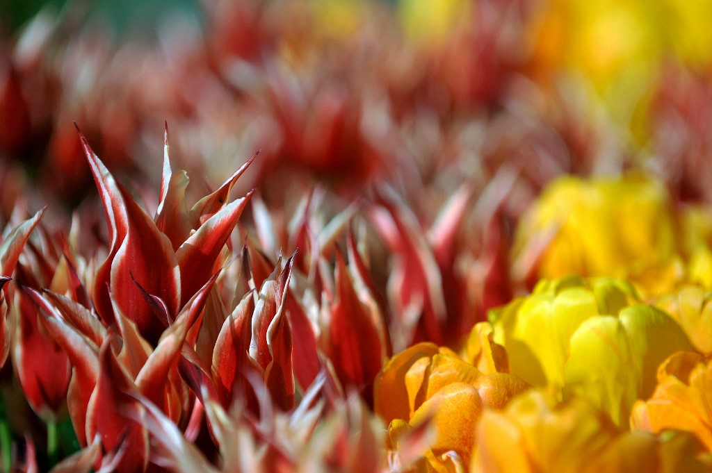 Les tulipes seraient arrivées en Europe après avoir été offertes à un diplomate par le sultan Suleiman (AFP)