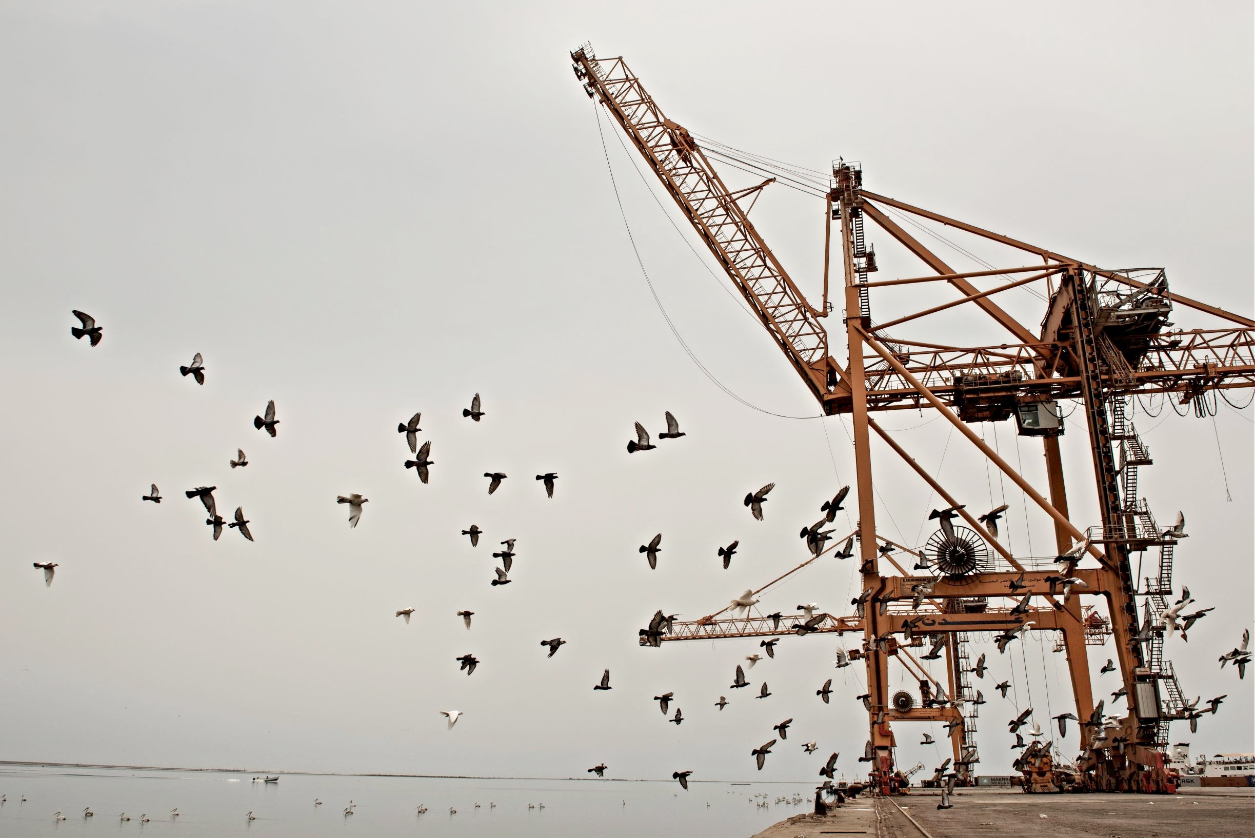 Birds fly near damaged cranes in Hodeidah port in Yemen (ALessio Romenzi)