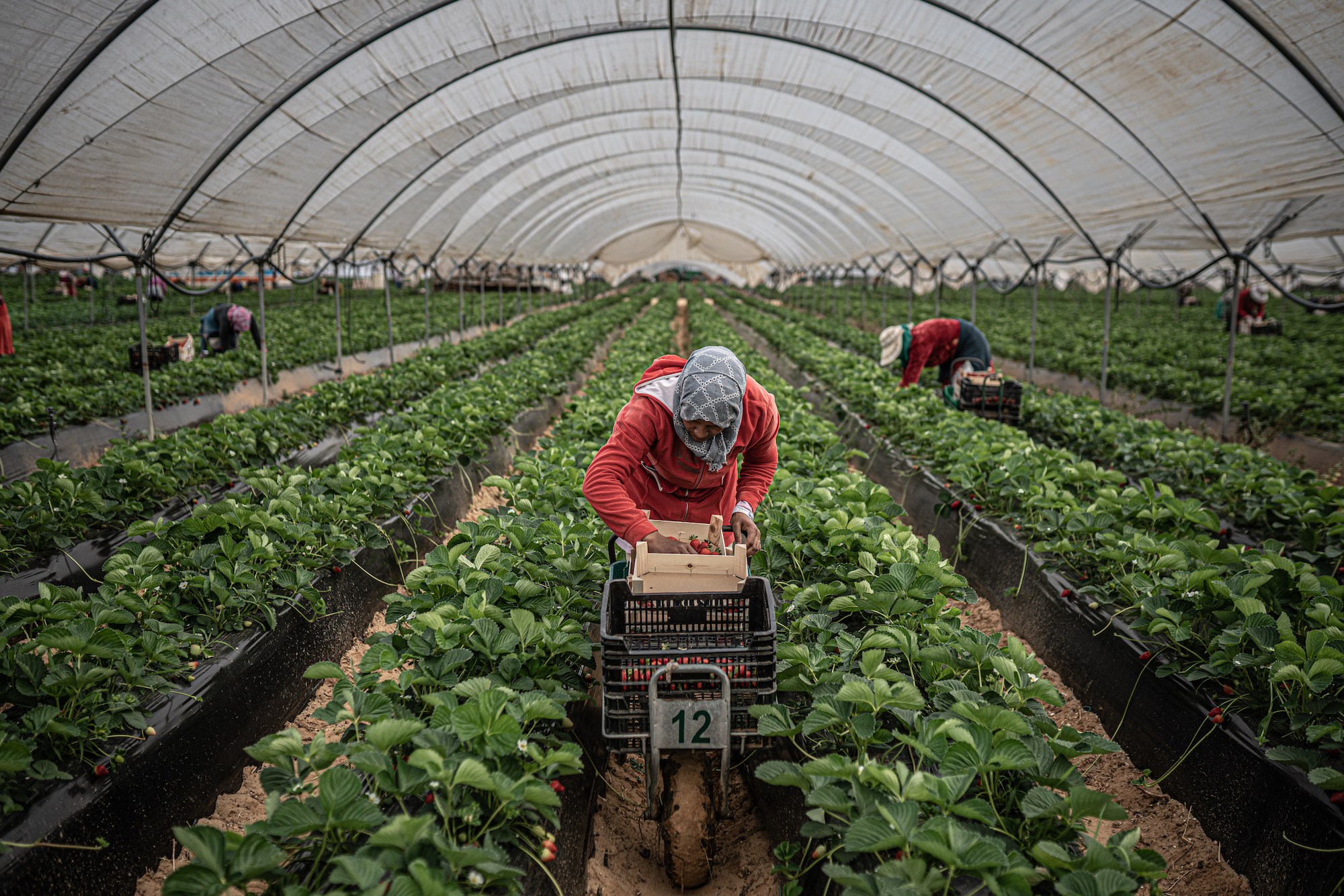 Moroccan women workers Spain strawberry fields