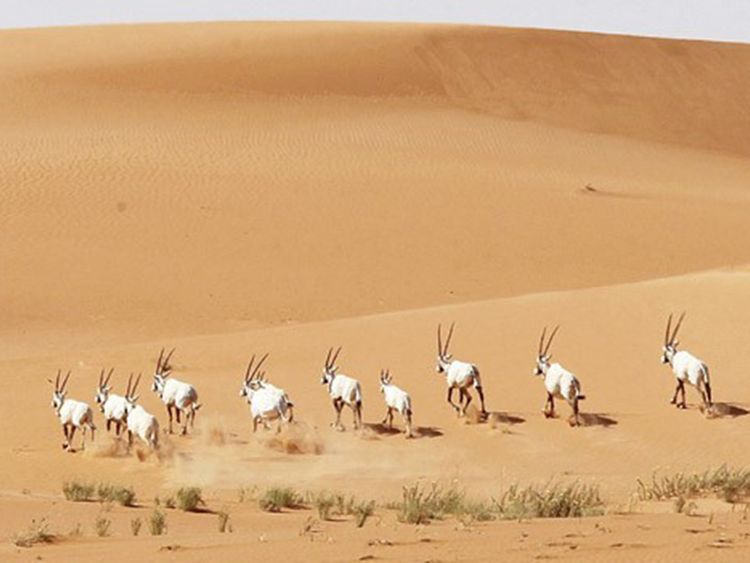 La réserve naturelle d’Uruq Bani Ma’arid en Arabie saoudite (photo fournie par le Centre national saoudien pour le développement de la faune)