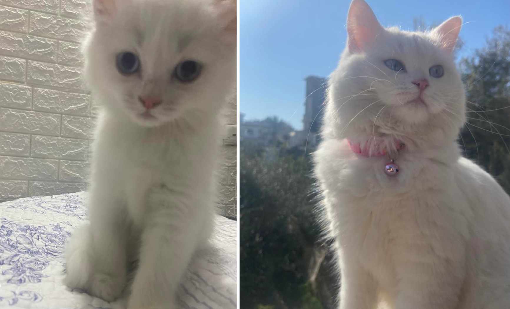 The author's cat photographed as a kitten in October 2023, left, and in February 2024, right, in Gaza (Tarneem Hammad)