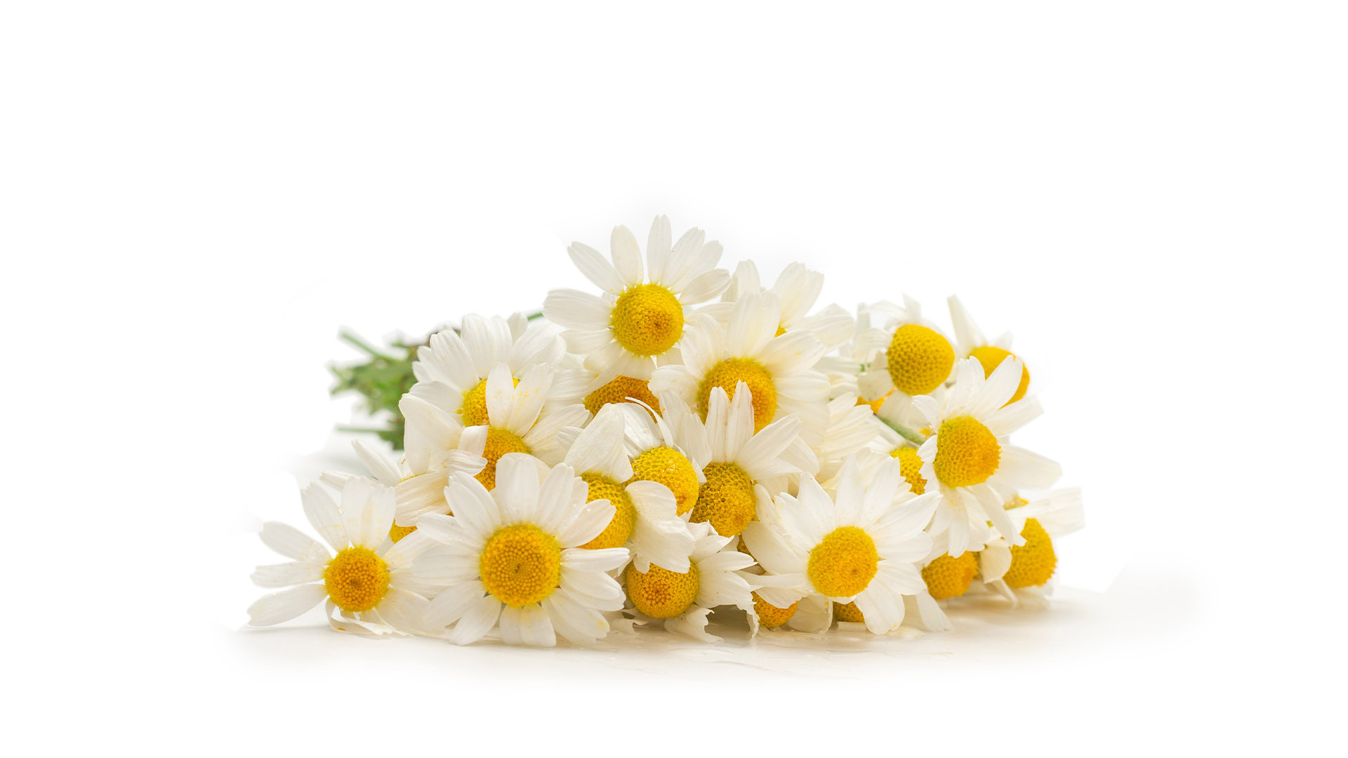 Apart from preparing a cup of Chamomile tea to aid relaxation, this flower can also be used as an anti-inflammatory (MEE)