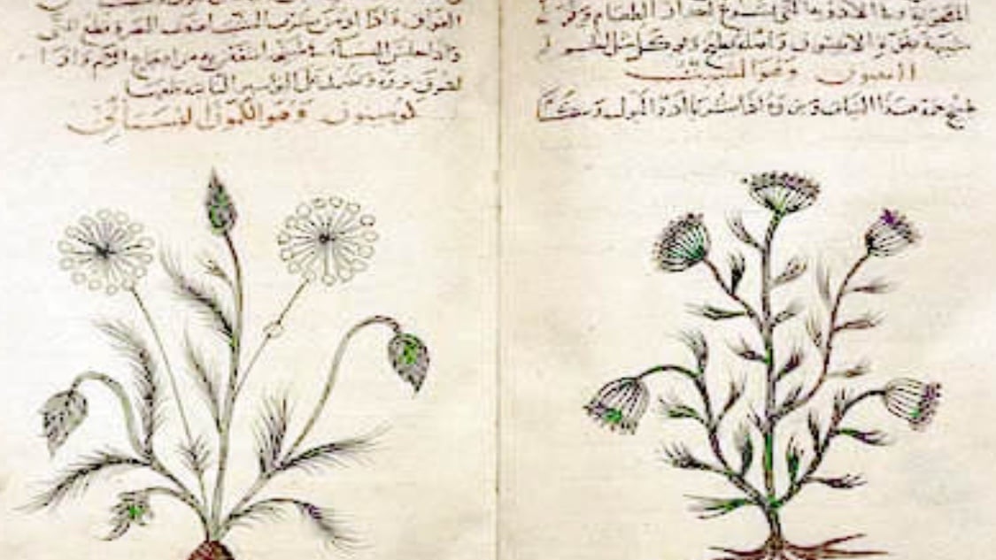 Arabic translation of the Materia Medica of Dioscorides, a pharmacopoeia of medicinal plants, cumin and dill, circa 1334, by Kathleen Cohen at the British Museum in London (Wikipedia)