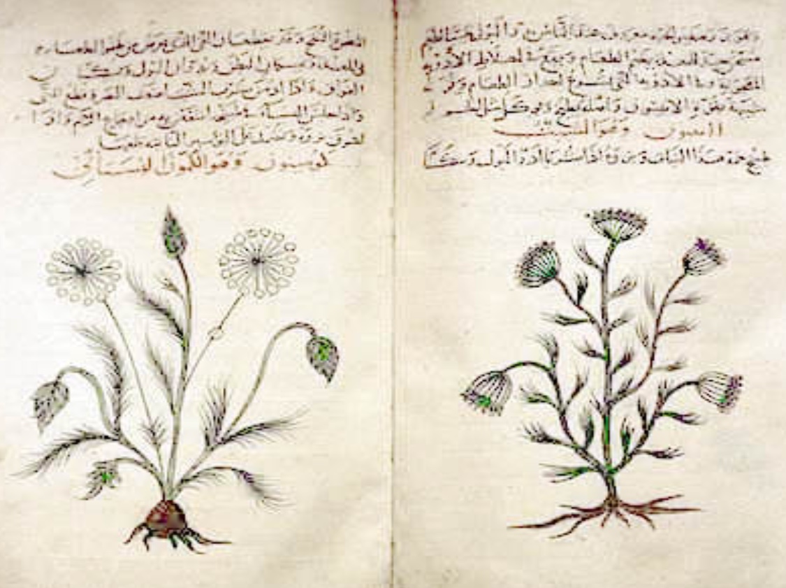 Livre arabe de drogues simples de la Materia Medica de Dioscoride, cumin et aneth, circa 1334, par Kathleen Cohen au British Museum de Londres (Wikipédia)