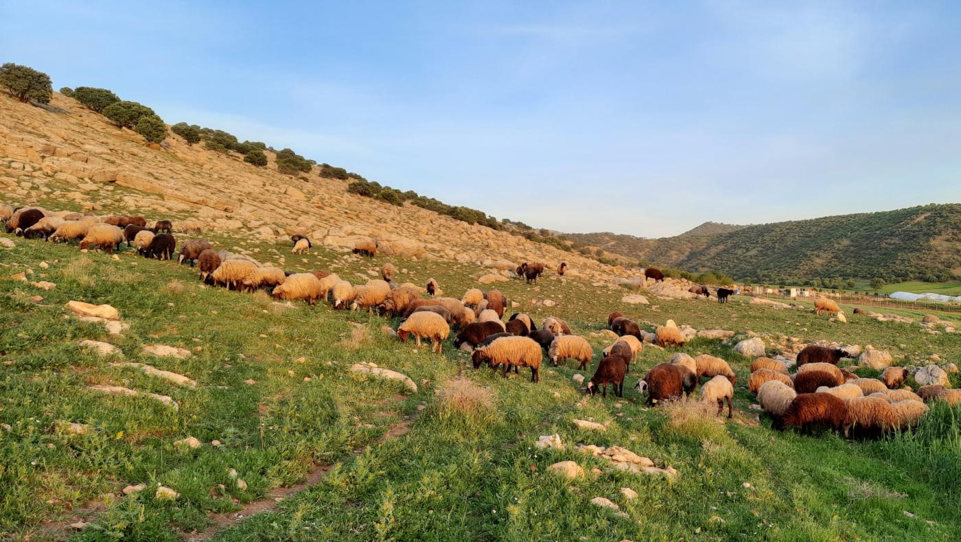 Les éleveurs kurdes, comme ceux qui font paître leurs animaux près de Barroy, à Souleimaniye, indique que la pâture manque pour nourrir leurs troupeaux (MEE/Dana Taib Menmy)