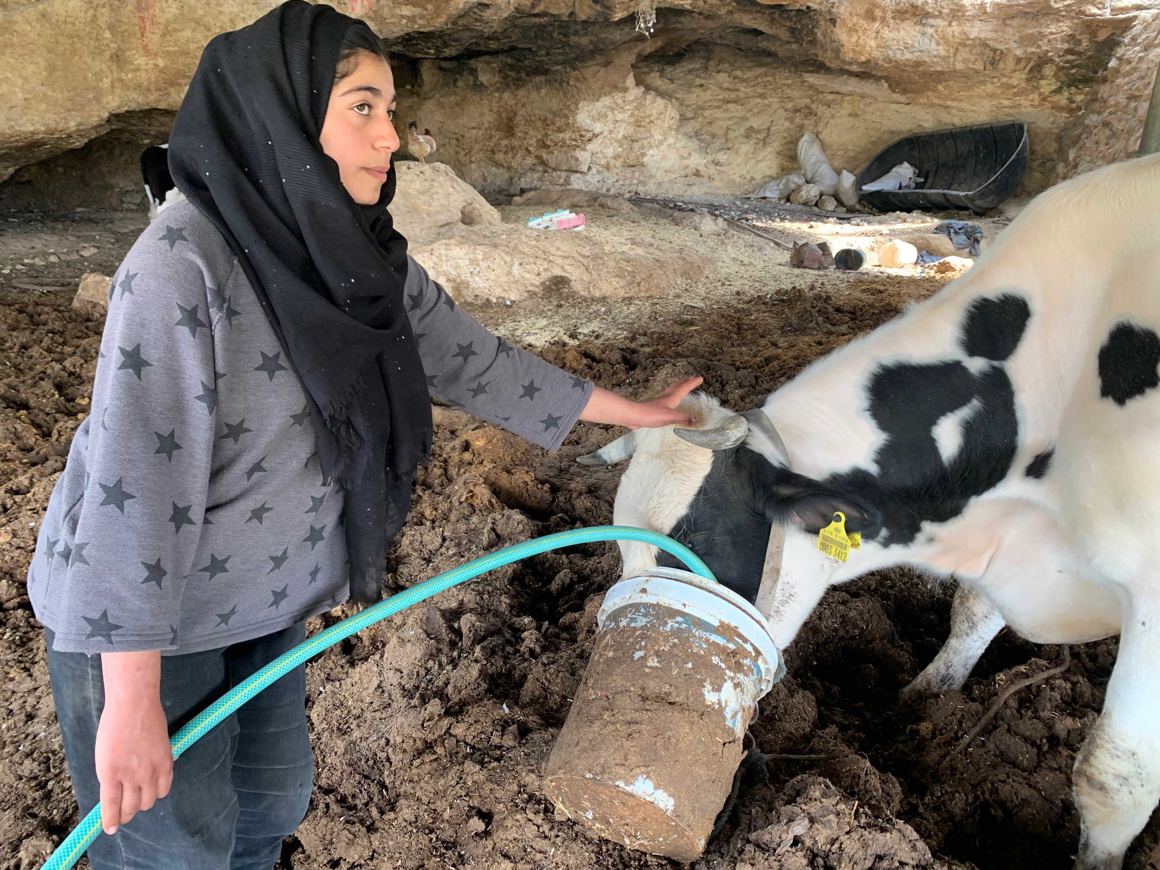 One of Zeina's daily duties is to feed her family's cows (MEE/Shatha Hammad)