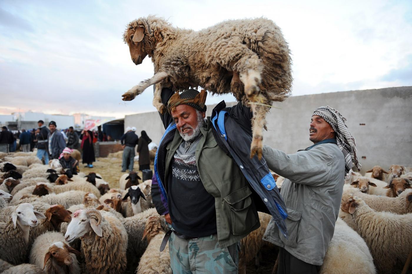 Un Tunisien porte un mouton sur le marché d’animaux de Mellassine à Tunis, le 12 novembre 2010, en préparation de l’Aïd al-Adha (AFP)