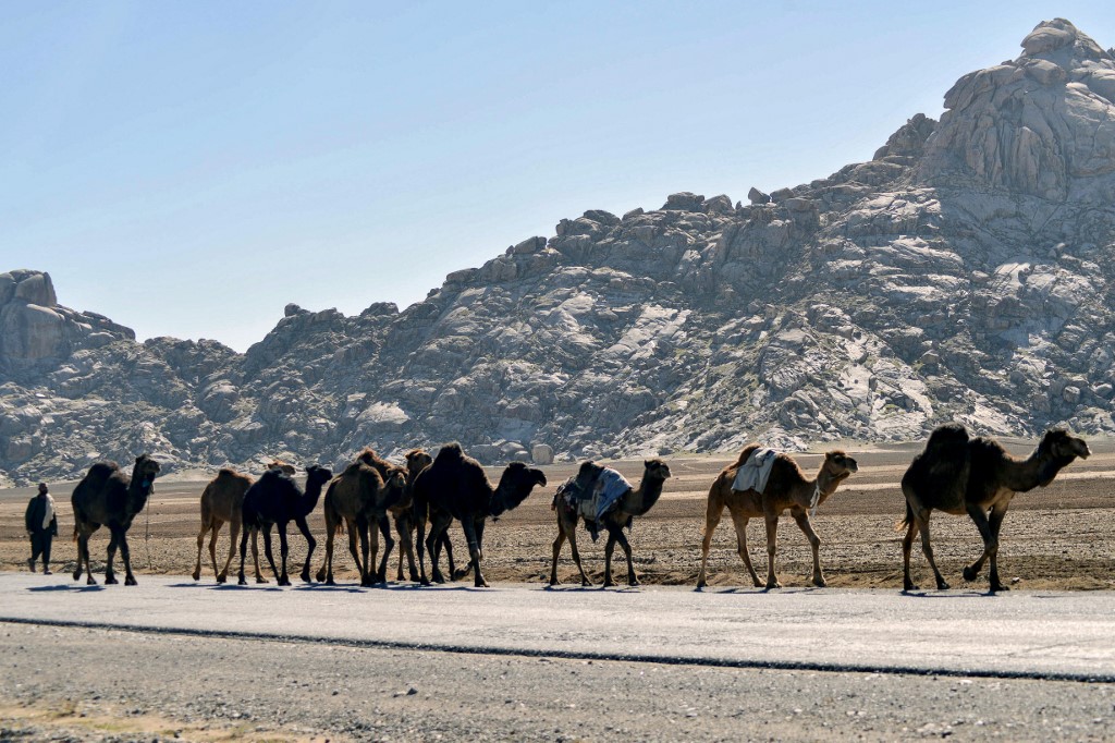 camels afghanstan 