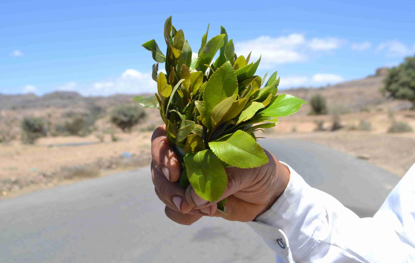 Dans certaines régions du Yémen, le khat remplace les arbres fruitiers en tant que culture principale (MEE/Nasser al-Sakkaf)