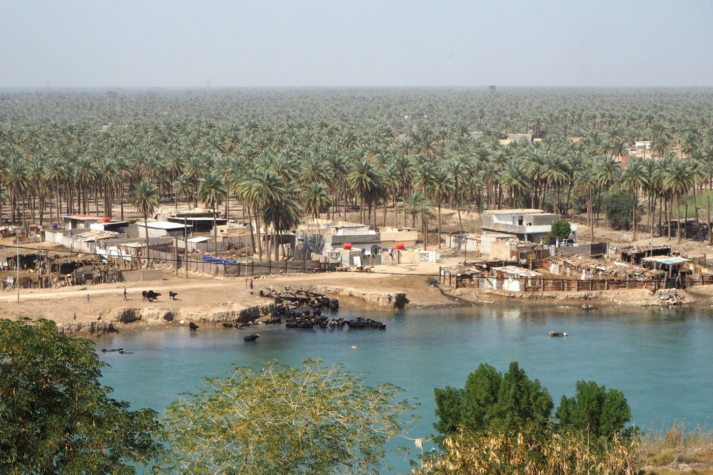 Depuis le palais d’été de Saddam Hussein, les visiteurs peuvent apercevoir du bétail se baigner dans l’Euphrate (MEE/Tom Westcott)