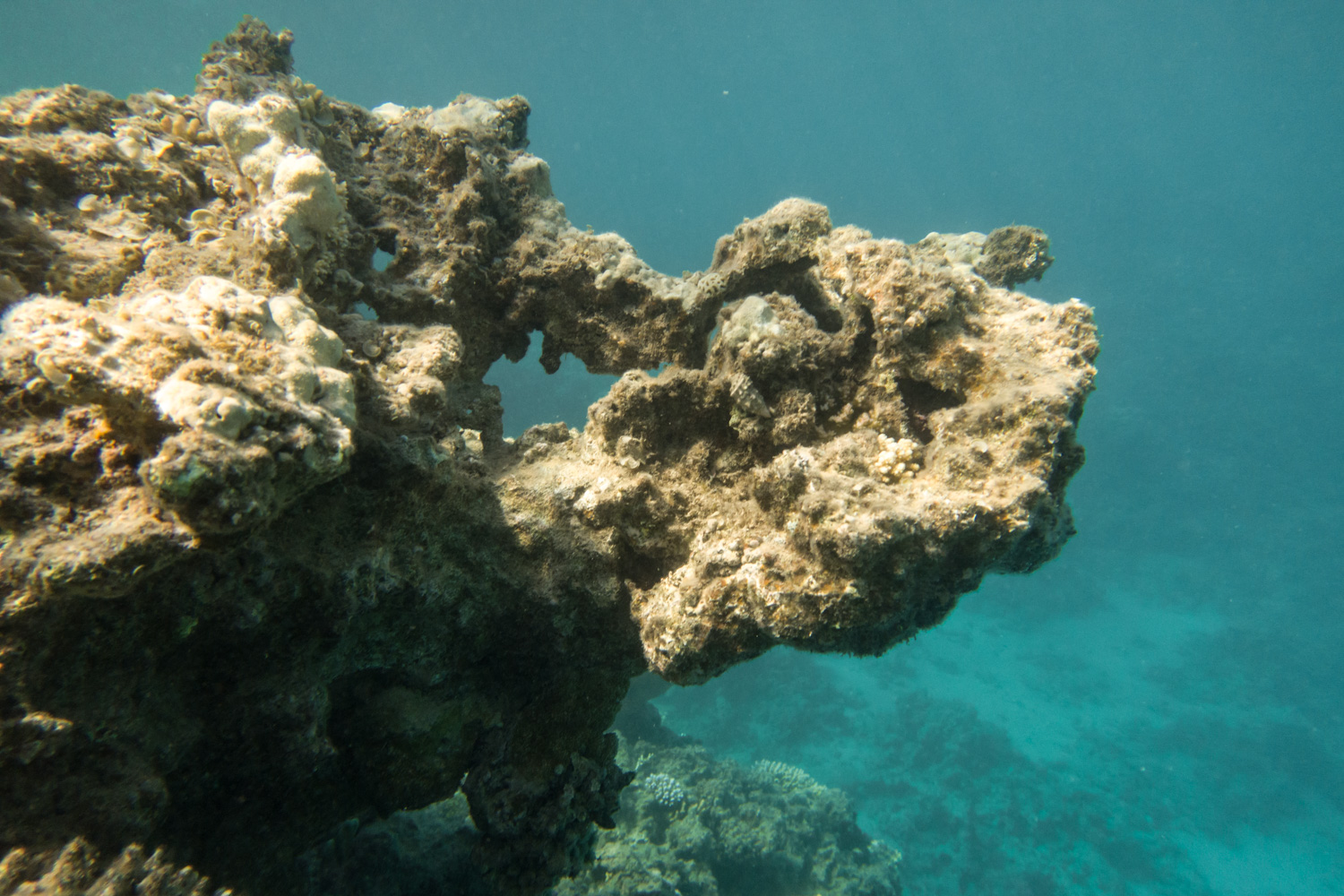 Largely dead coral reef at Three Pools, Dahab, June 2021 (Elizabeth Fitt)