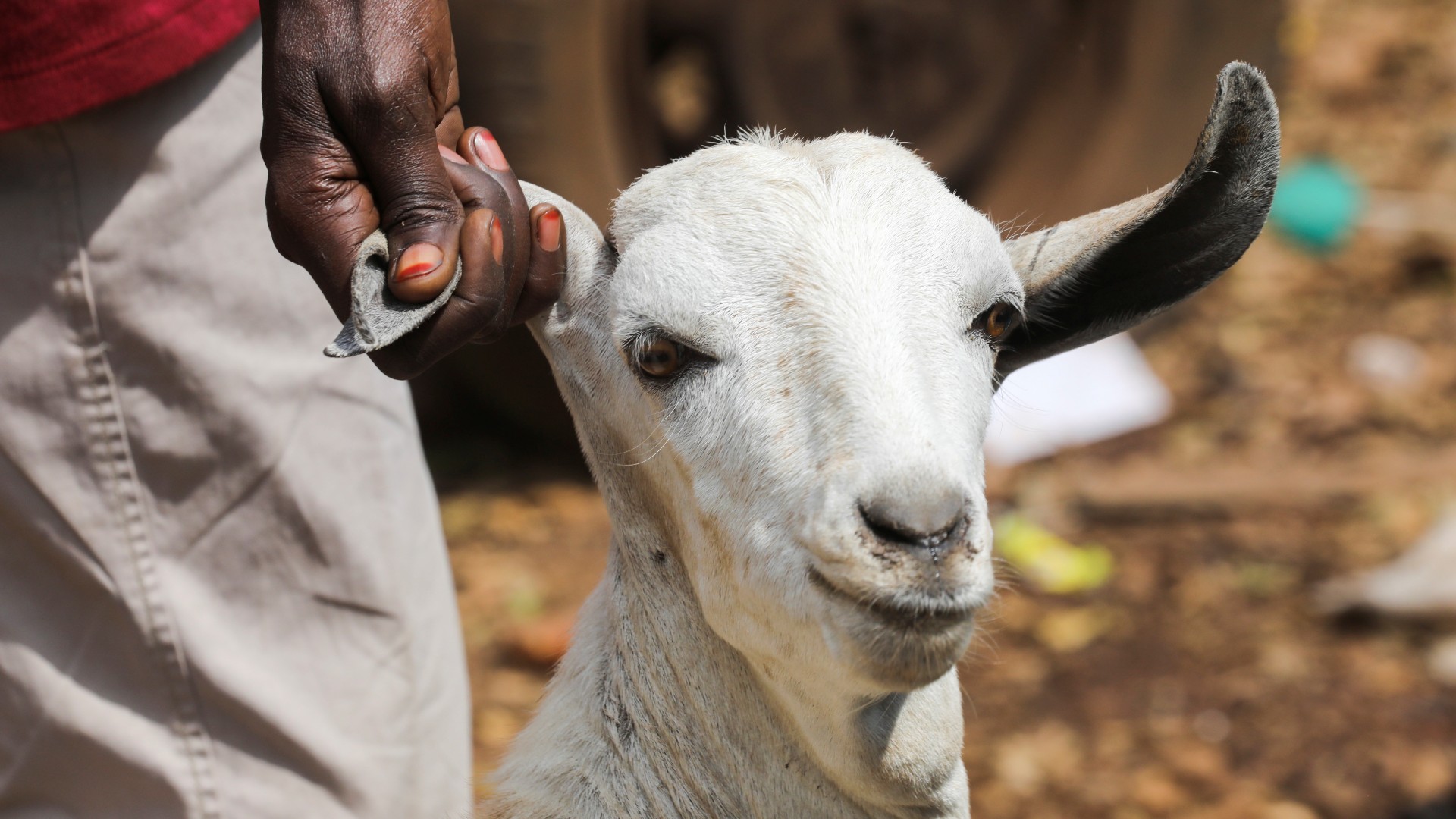 kenya qurbani livestock eid adha