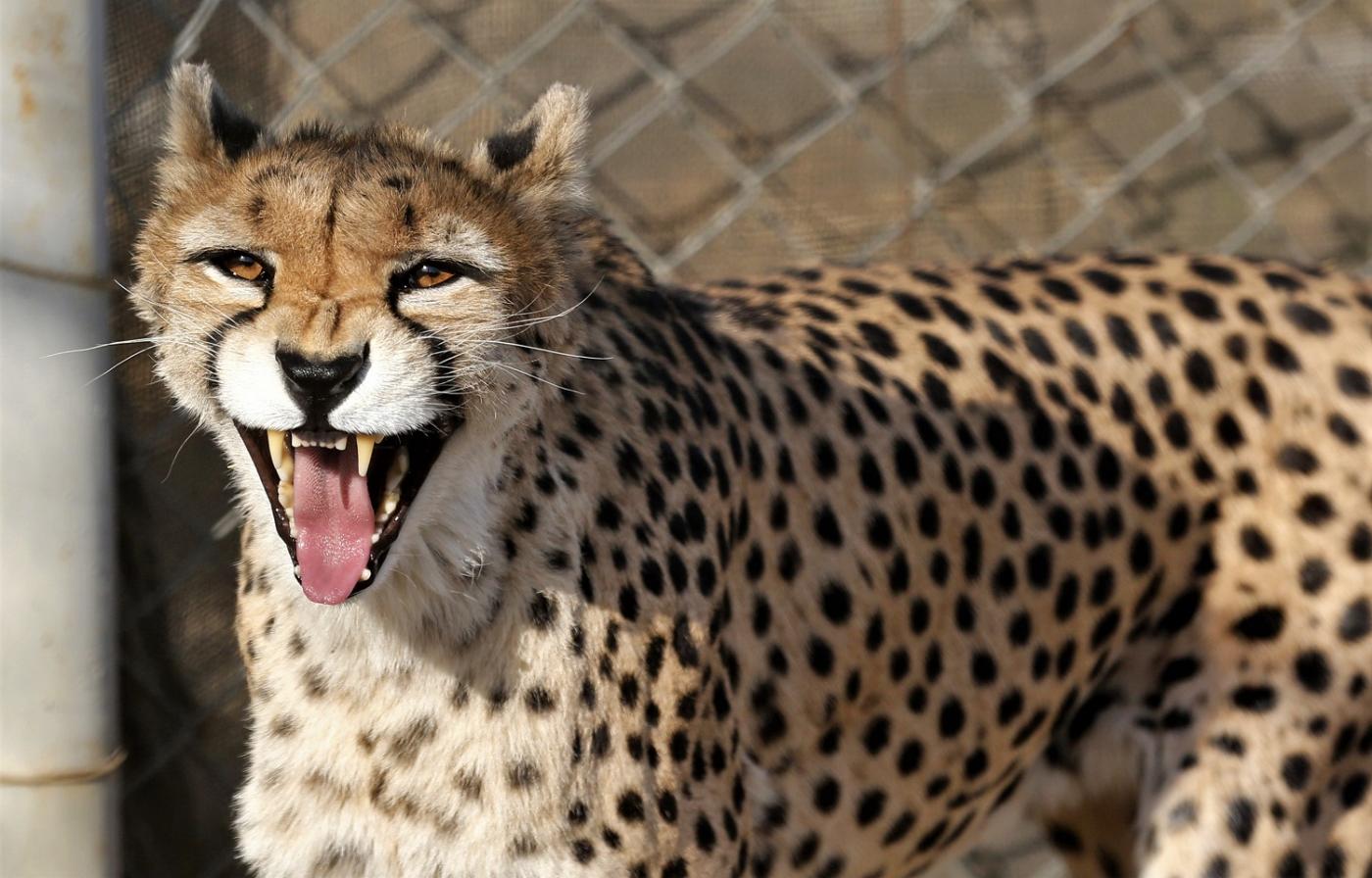 Le guépard asiatique (ou d’Iran) est menacé, selon des militants pour le climat (AFP)