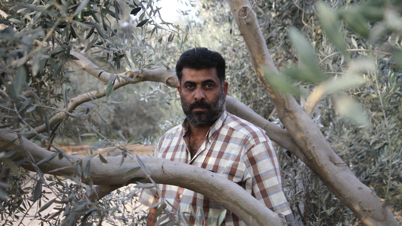 Salameh al-Qarnawi says this year's olive harvest was 'the worst of (his) life' (MEE/Ahmed al-Sammak)