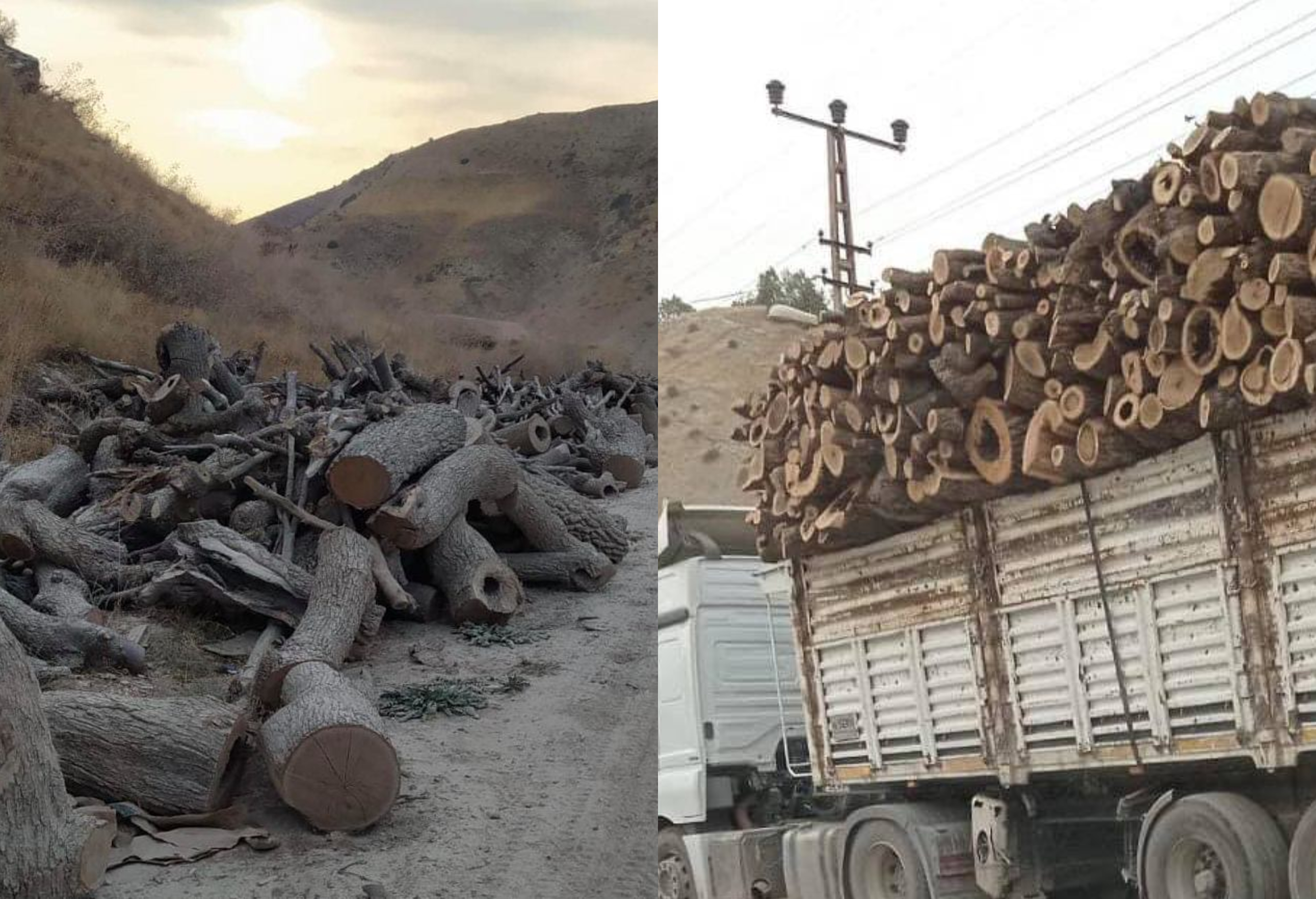 Turkey accused of 'stealing' trees in Iraqi Kurdistan logging campaign