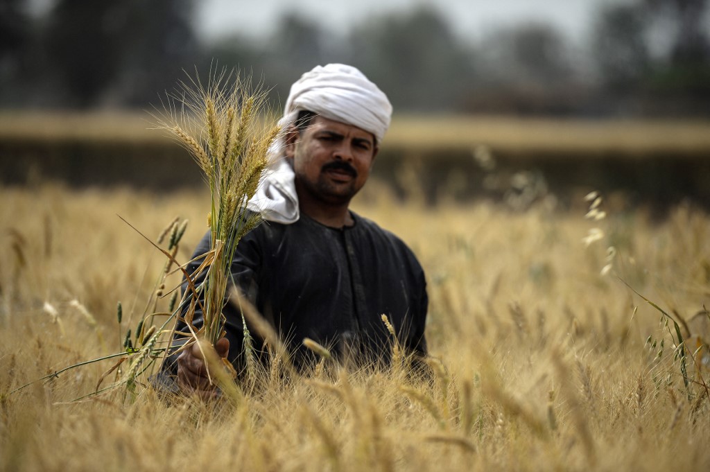 Russia-Ukraine war: Egypt has 'nine months before wheat reserve dries ...