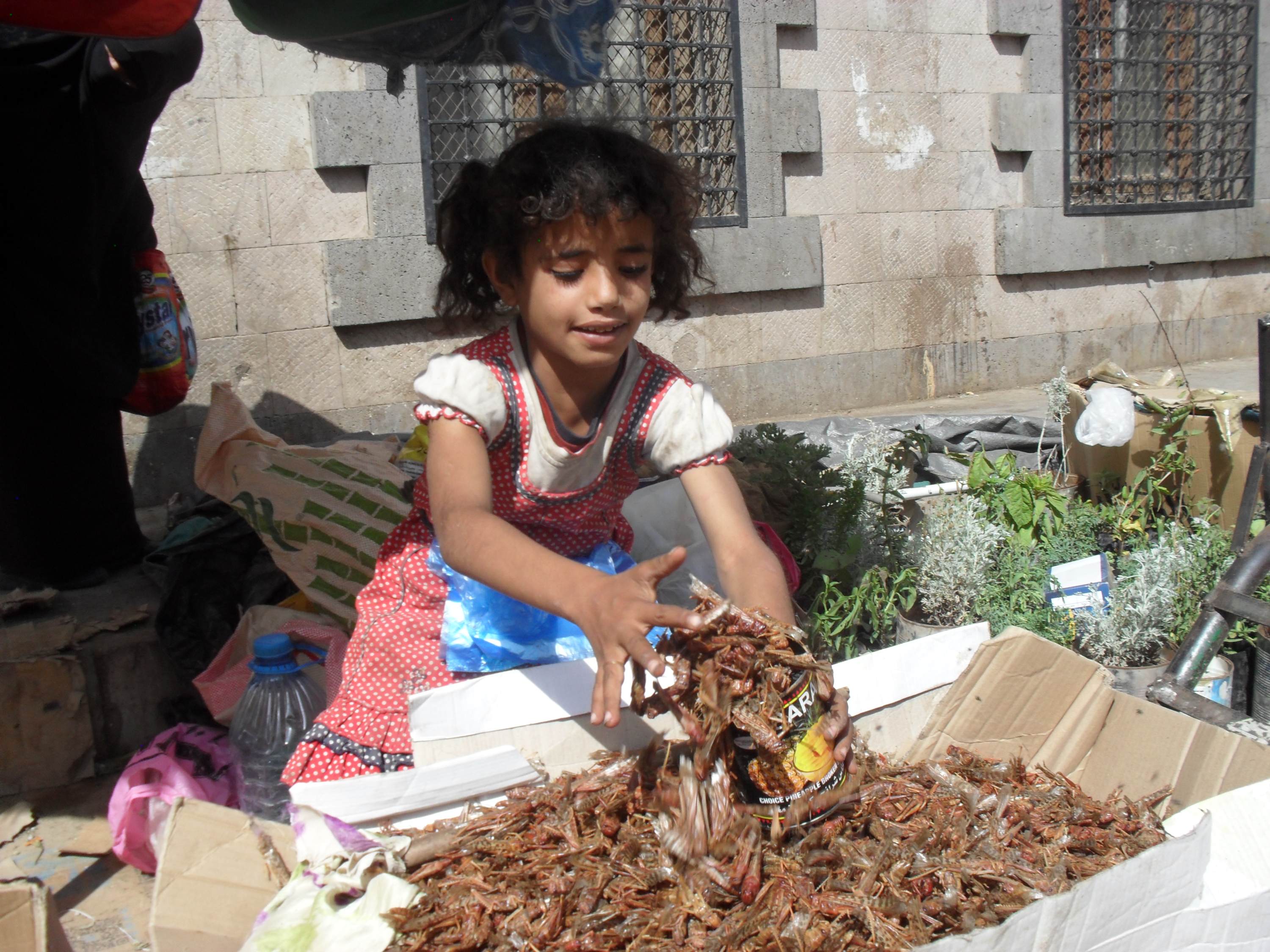 Young Jihad scoops up locusts she sells in the old city of Sanaa (MEE/Naseh Shaker)