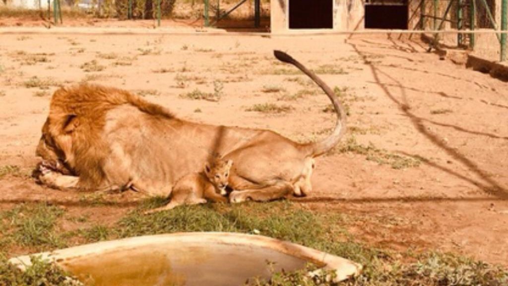 Sudan lion