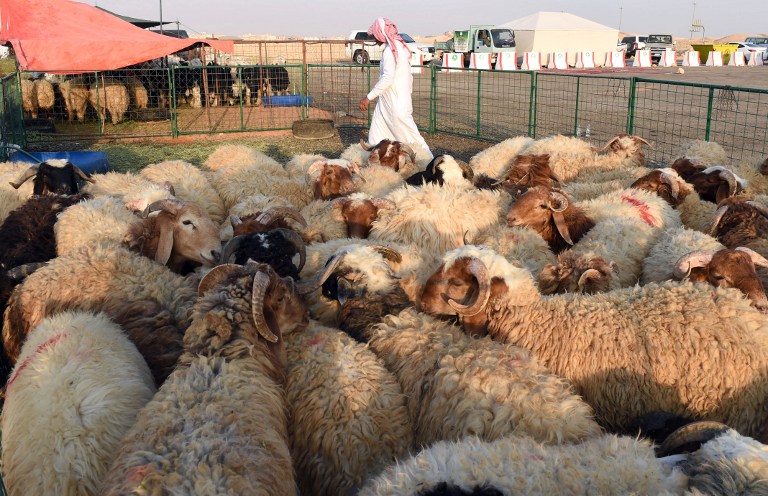 Fat sheep, fat price for Saudi Eid festivities  Middle 