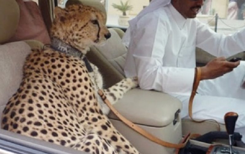 UAE outlaws keeping wild animals as pets - BBC News