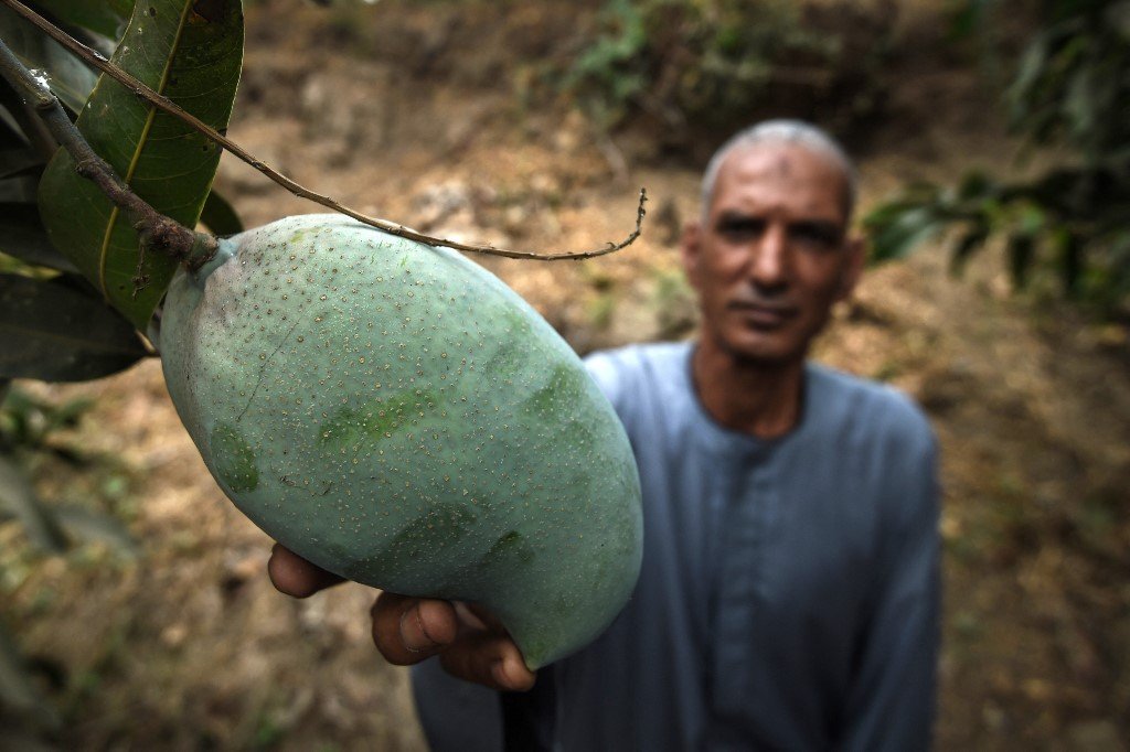 Un agriculteur égyptien cueille des mangues à Gizeh (AFP)