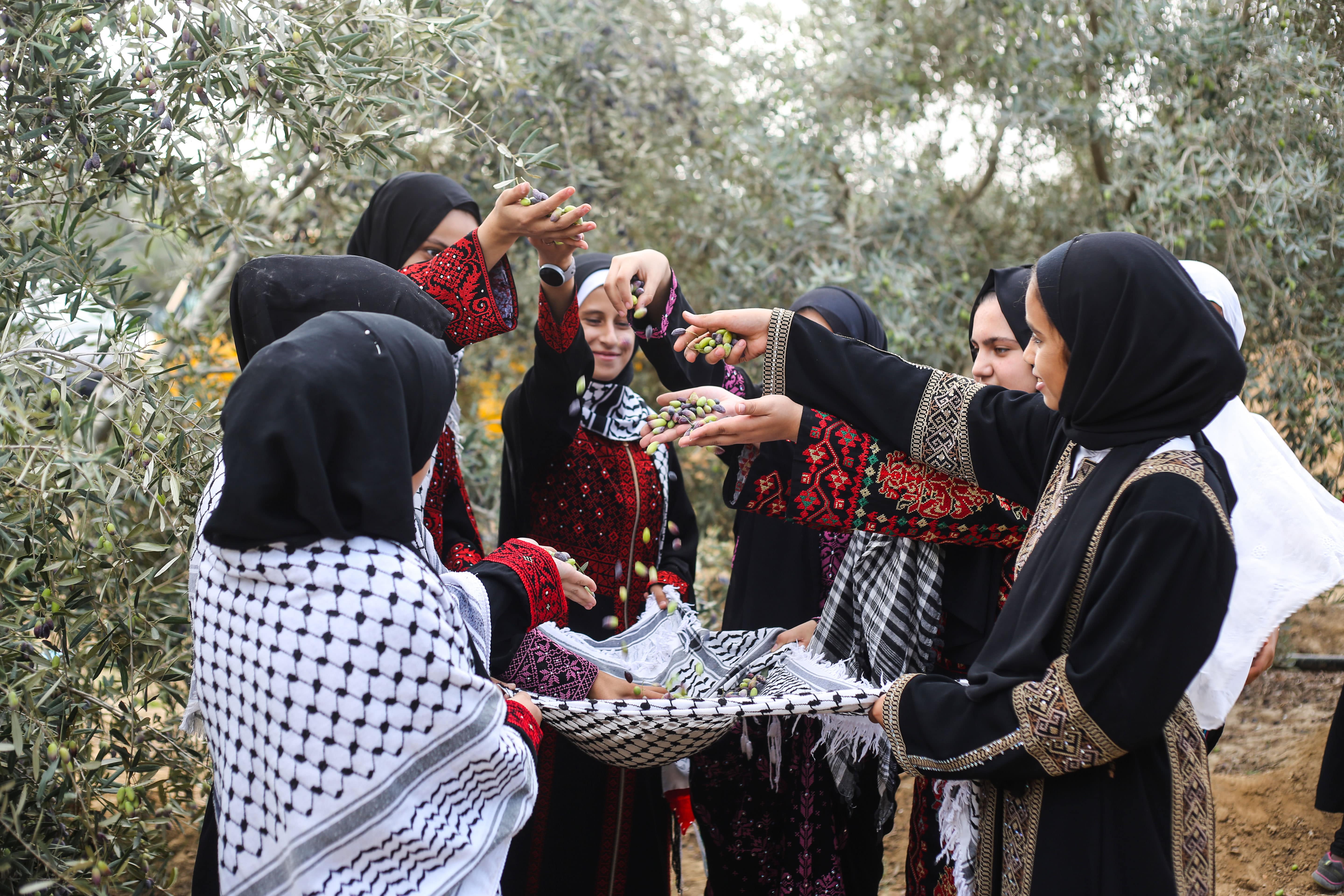 palestine olive harvest season