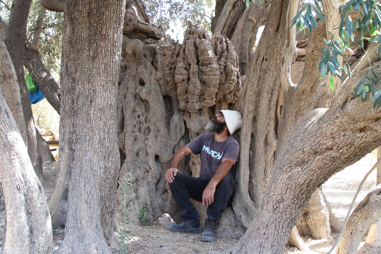 oldest olive tree in Palestine