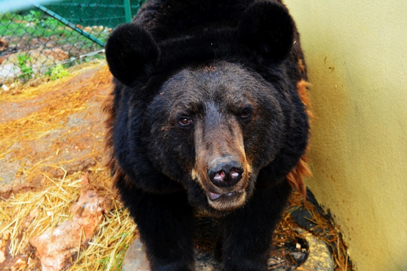 War is hell for animals too: In Jordan, these bears have found a sanctuary  | Middle East Eye