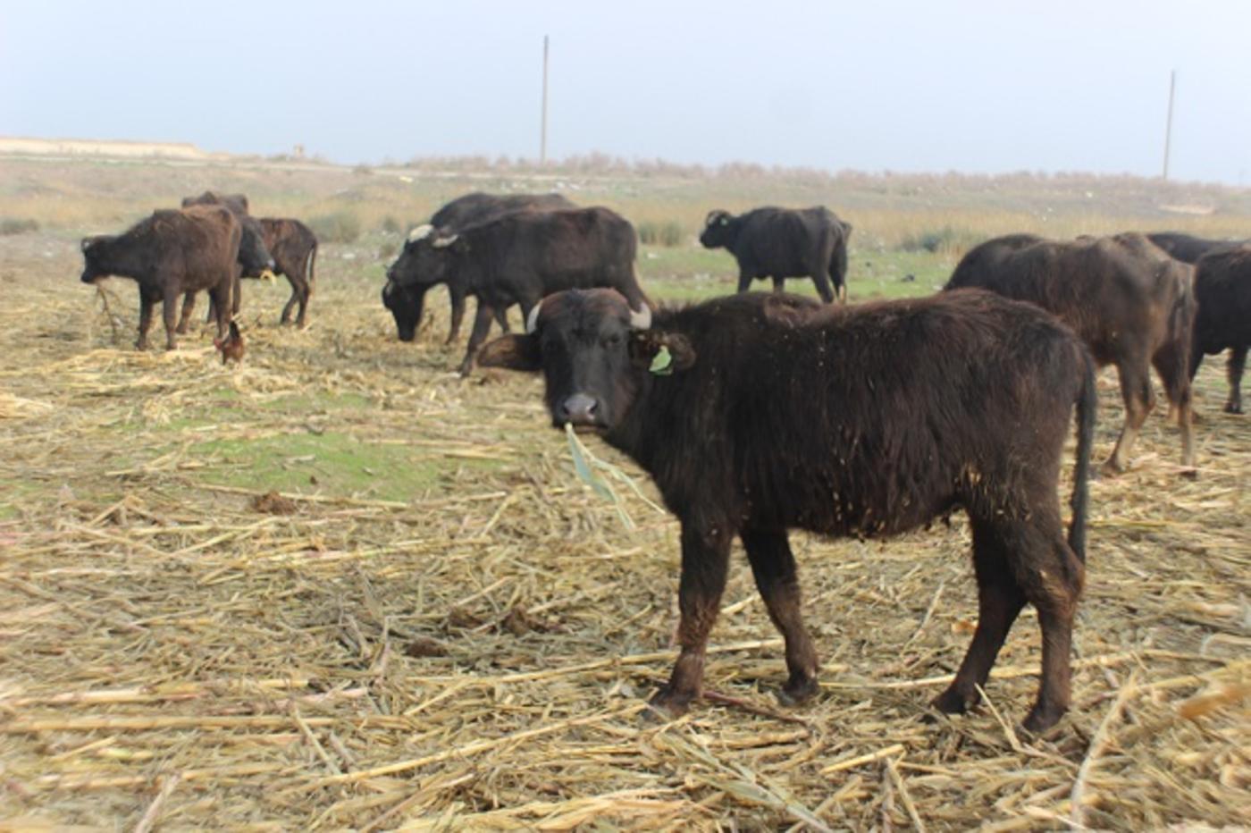 Where they no longer roam: Syria's disappearing water buffalo | Middle East
