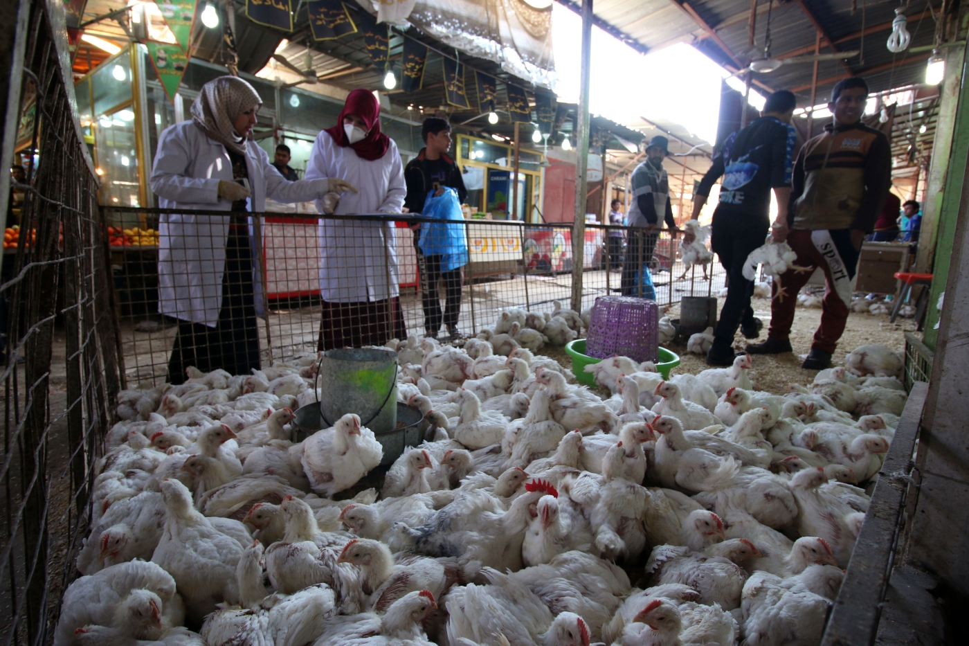 Iraq: Bird flu blamed for deaths of tens of thousands of chickens ...