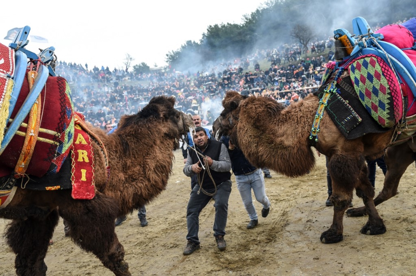 Turkey: Animal rights activists slam annual camel wrestling festival |  Middle East Eye