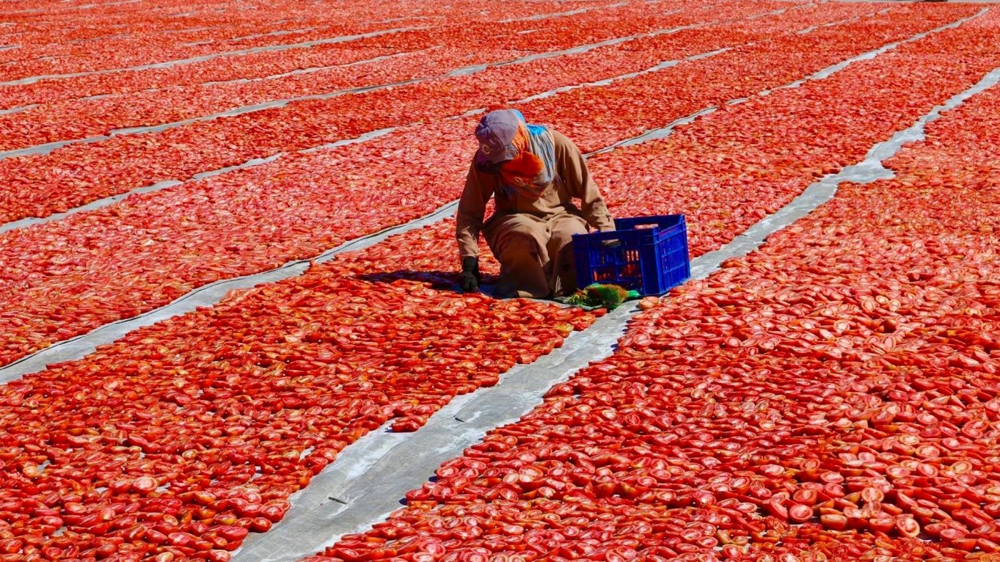 Les tomates sont exposées au soleil jusqu’à deux semaines pour être suffisamment séchées (Amr Emam/MEE)