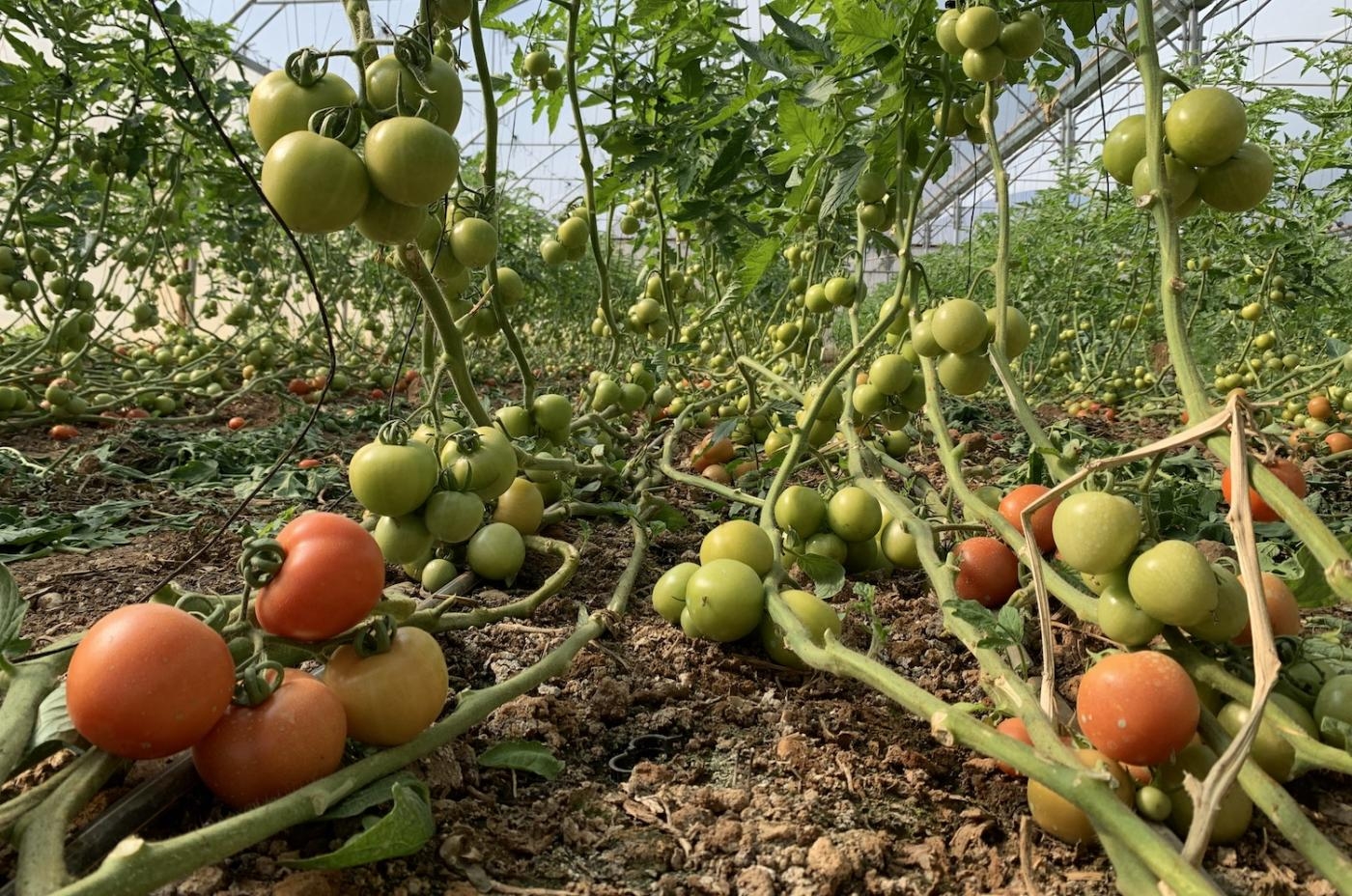 De nombreux agriculteurs de Furush Beit Dajan se sont mis à cultiver des tomates, culture moins gourmande en eau et en terre que les citronniers (MEE/Shatha Hammad)