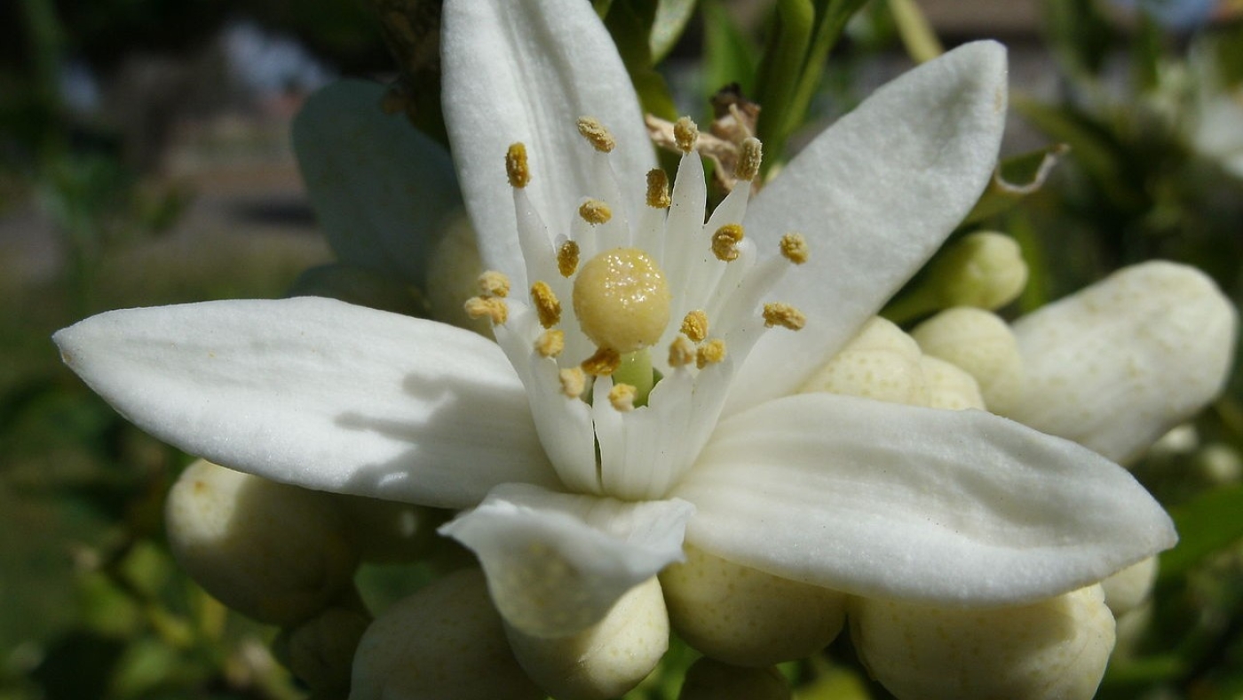 The orange blossom is commonly used in the production of floral waters in Tunisia (Wikimedia/Alexander Hardin)