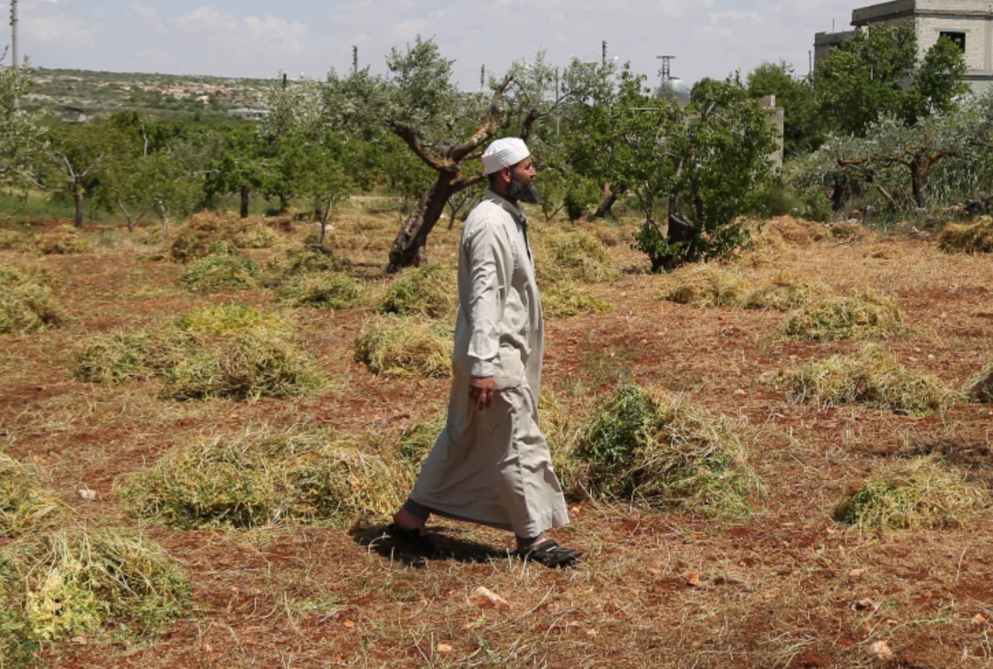 Ahmed al-Amin inspecte ses terres agricoles endommagées dans le Jabal al-Zawiya, dans le sud de la province d’Idleb (Bilal al-Hammoud/MEE)