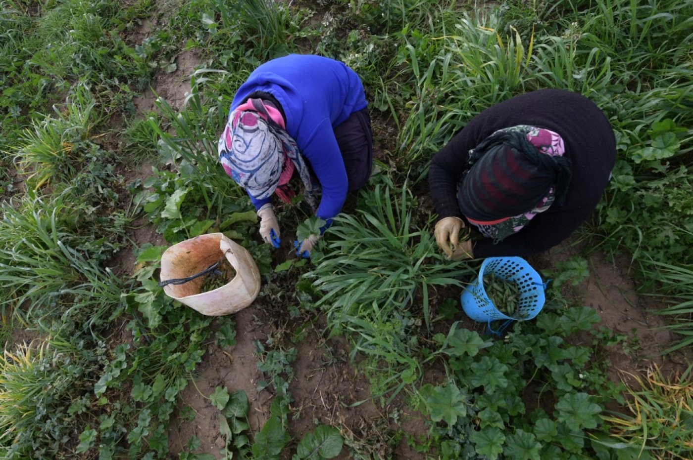 Les agriculteurs veulent acheter les terres pour les cultiver « tous ensemble » et ne plus être asservis par des promoteurs (AFP/Fethi Belaïd)