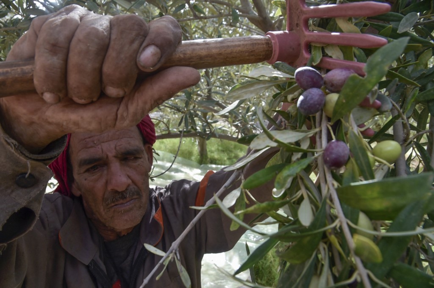 Cette année, en raison de la sécheresse et du retard des pluies, les olives sont prématurément mûres. Certains agriculteurs ont donc commencé la cueillette plus tôt que prévu (AFP/Ryad Kramdi)