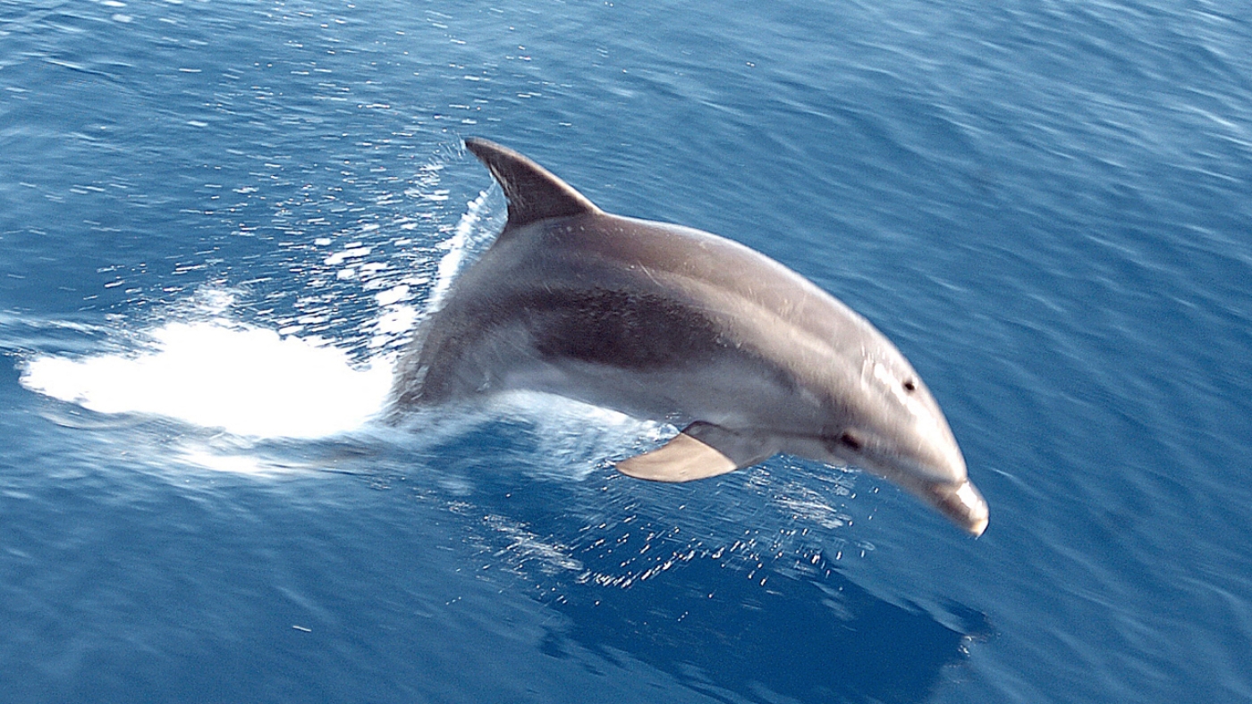 Dans la mesure où les dauphins dépendent du son pour, entre autres, communiquer, les sonars utilisés pour détecter les sous-marins ennemis pourraient avoir été fatals à certains mammifères marins (AFP)