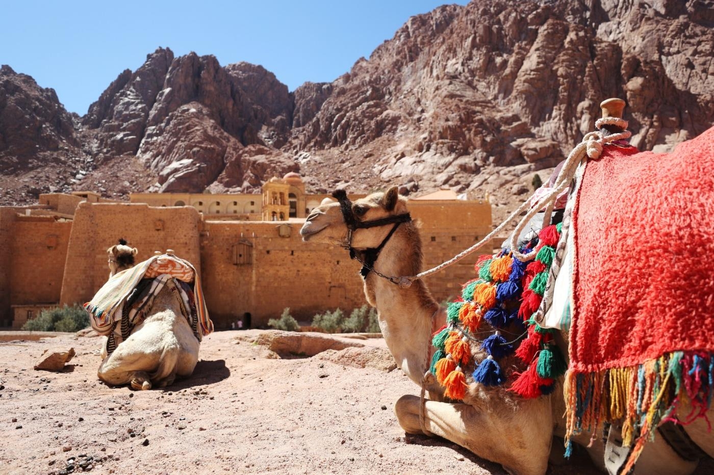 Des dromadaires se reposent près du monastère Sainte-Catherine dans le sud du Sinaï, le 7 mars 2019 (Reuters)
