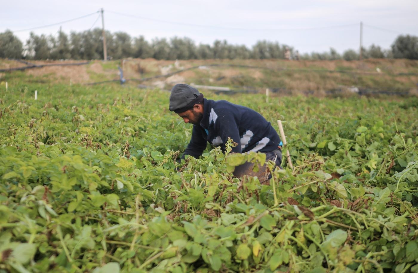 Un agriculteur palestinien travaille sur ses terres dans l’est de la bande de Gaza (MEE/Mohammed Hajjar)
