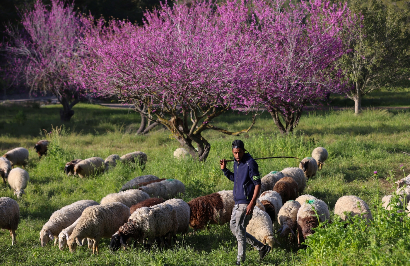 A shepherd leads his flock past flowering trees in the Hamalachim-Shahariya Forest near Kiryat Gat in Israel on 16 March 2021 (AFP)