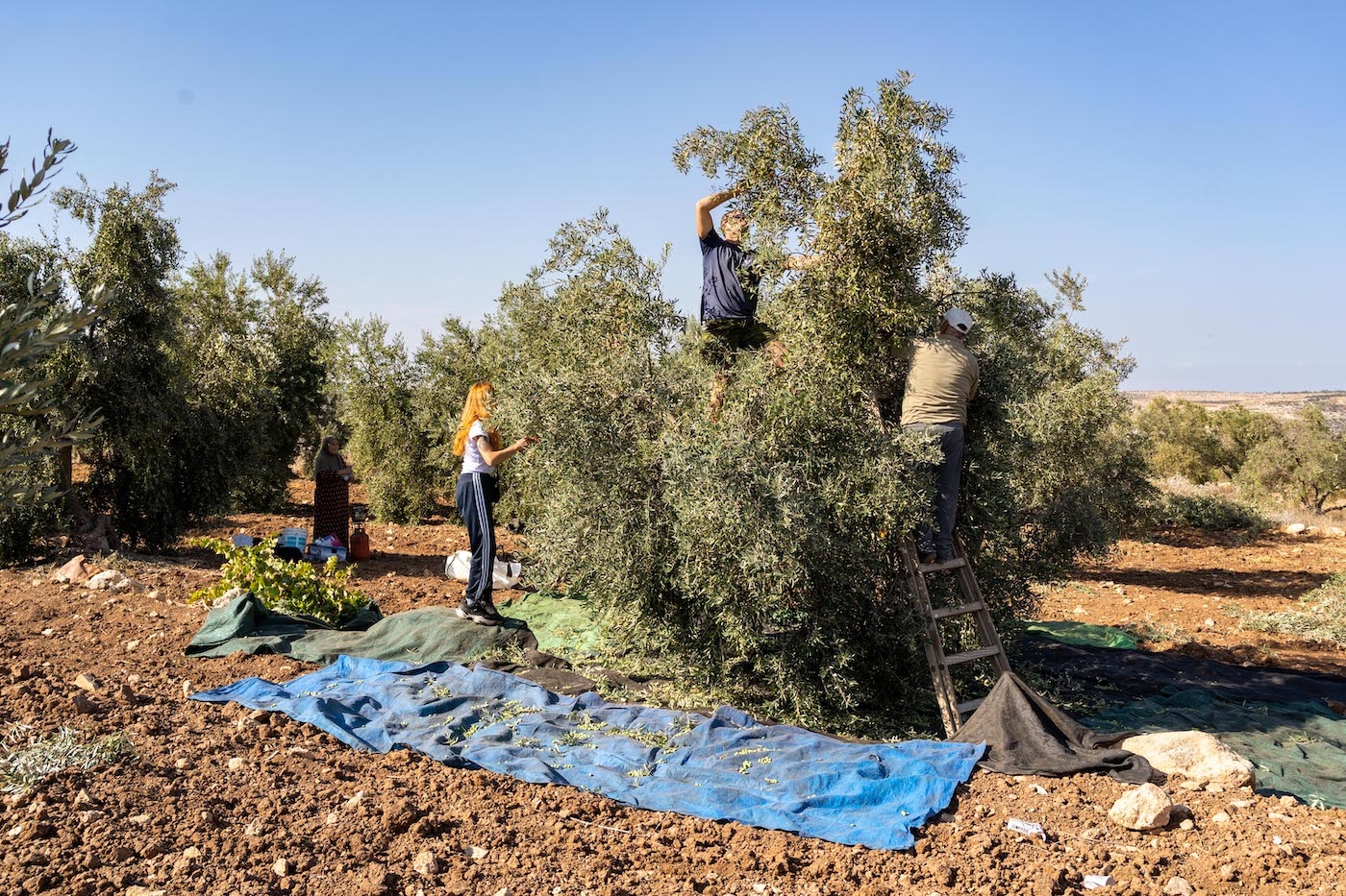 Des volontaires internationaux aident une famille d’agriculteurs palestiniens lors d’une cueillette d’olives à Surif, au nord-ouest de la ville d’Hébron (MEE/Stefano Lorusso)