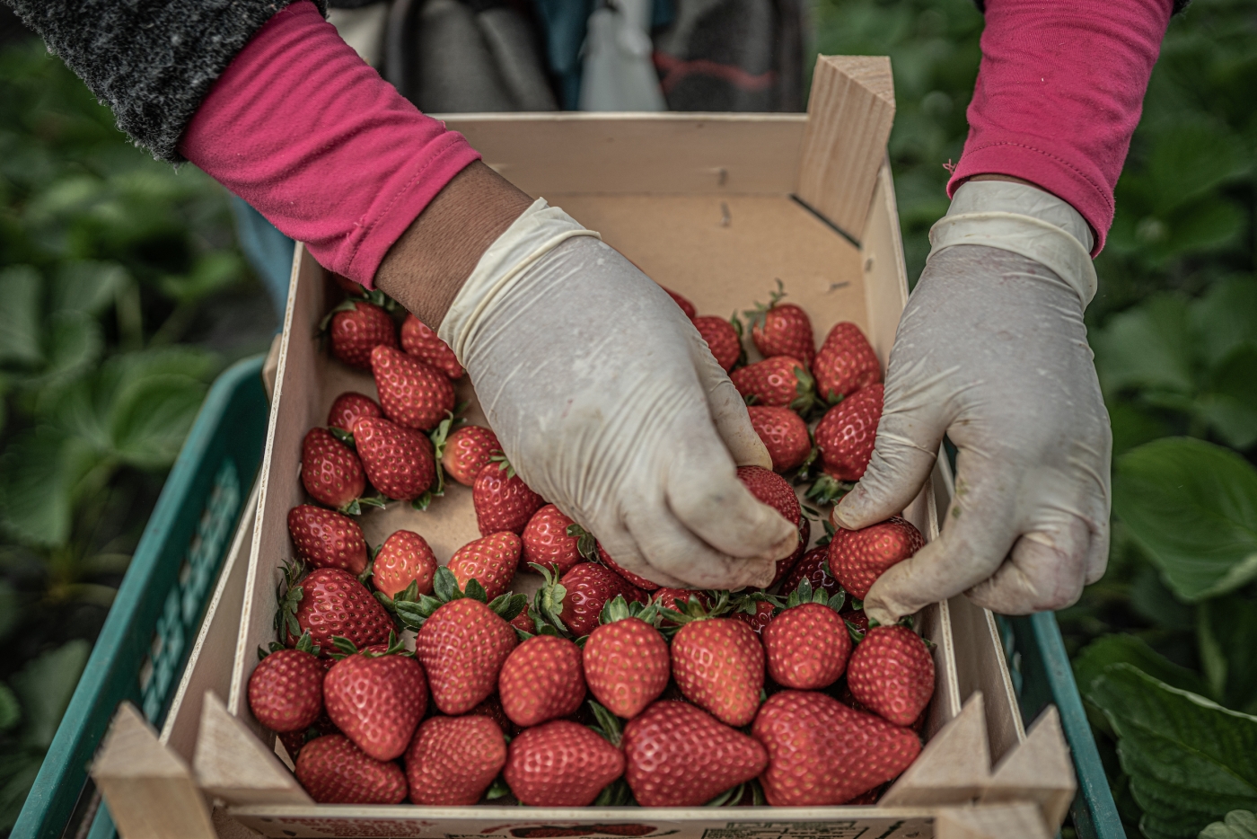 Strawberry picker in Spain