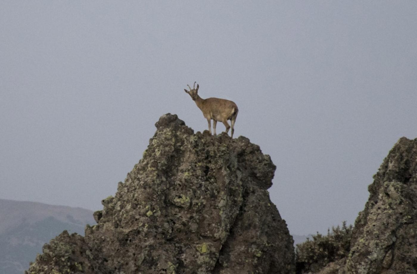 Une chèvre de montagne sacrée du Dersim est perchée sur la surface rocheuse du Düzgün Baba, en Anatolie orientale (MEE/Nick Ashdown)