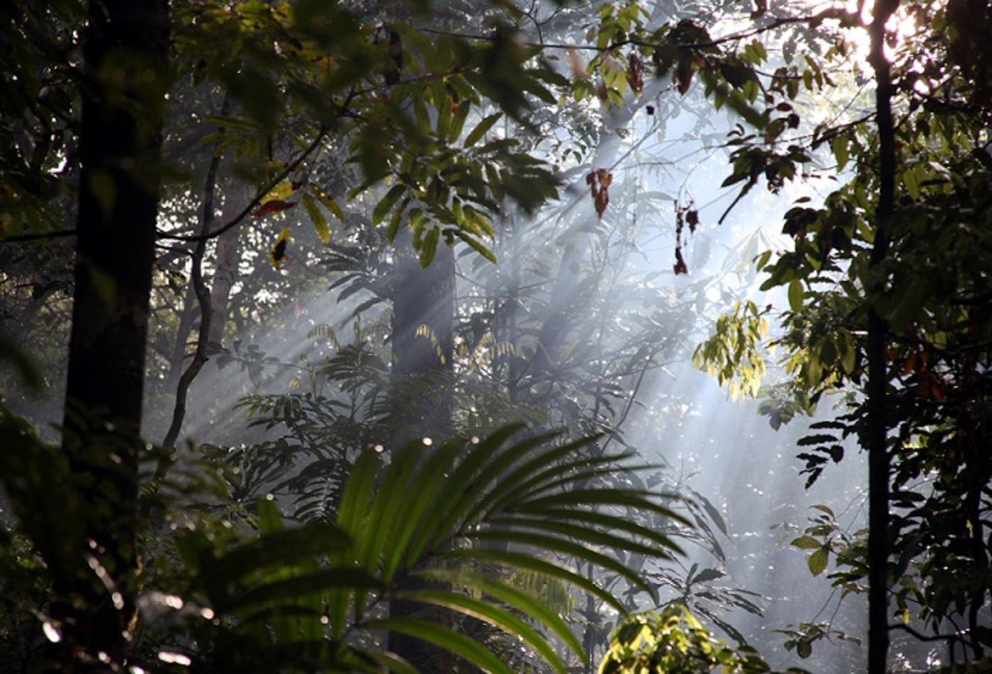 Джунгли бразилии. Бразилия джунгли Амазонии. Бразилия тропические леса Сельва. Тропические дождевые леса Амазонии. Тропические леса амазонки, Южная Америка.